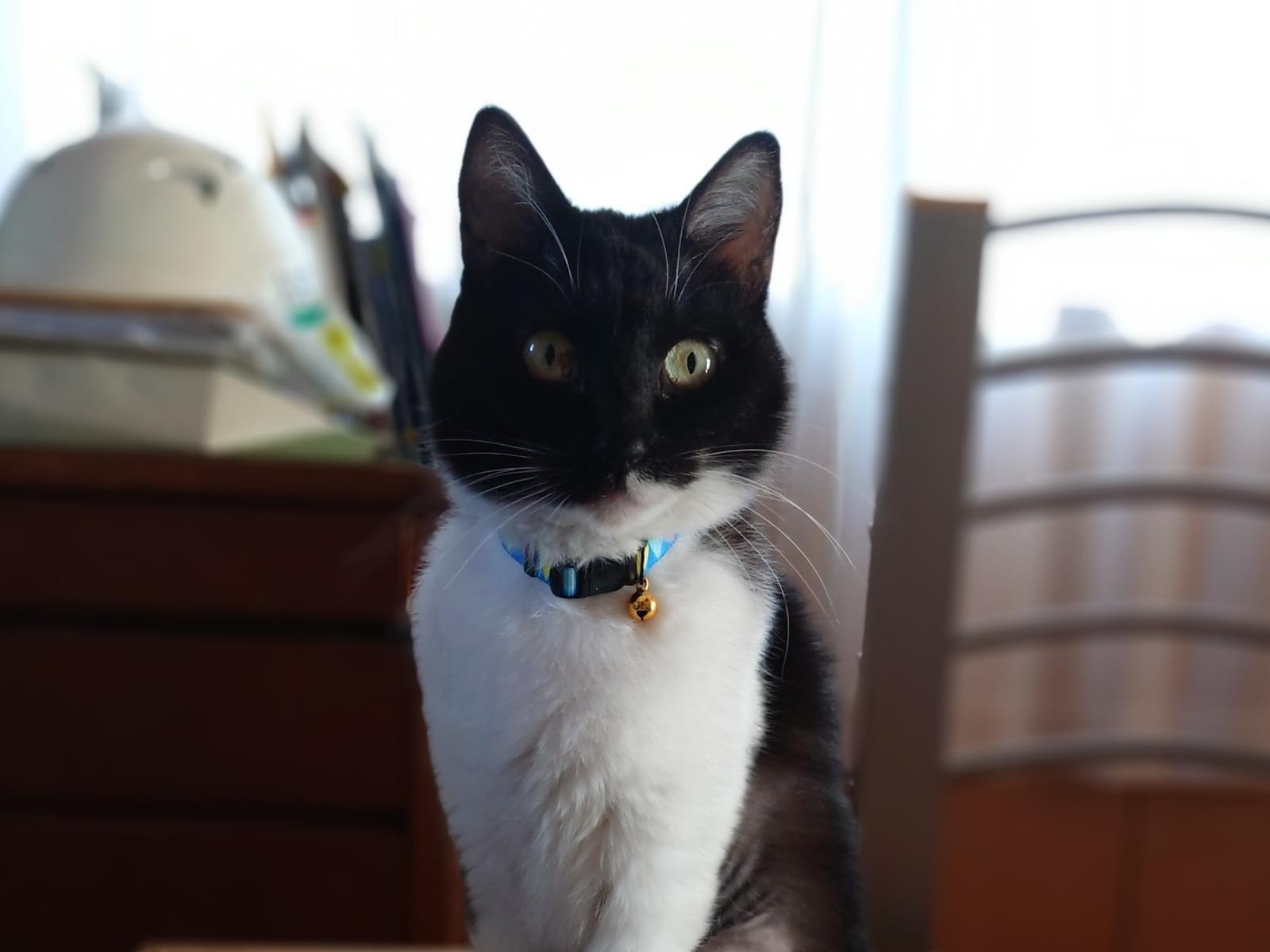 保護された猫 保護された猫