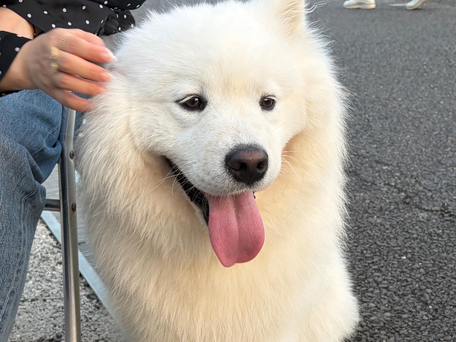 リノちゃん リノちゃん