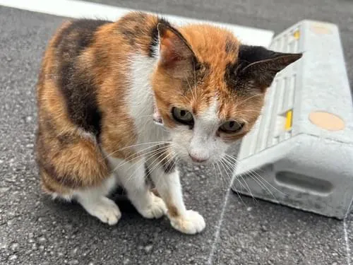 うさぎさん&桜つまみ♡猫ちゃん首輪 ③ 三毛猫 ピンクの首輪 小柄な人懐っこい猫ちゃん