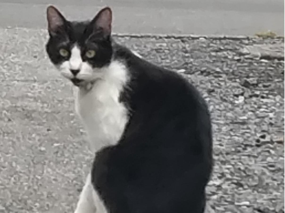 保護された猫 保護された猫