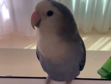 くりちゃん くりちゃん