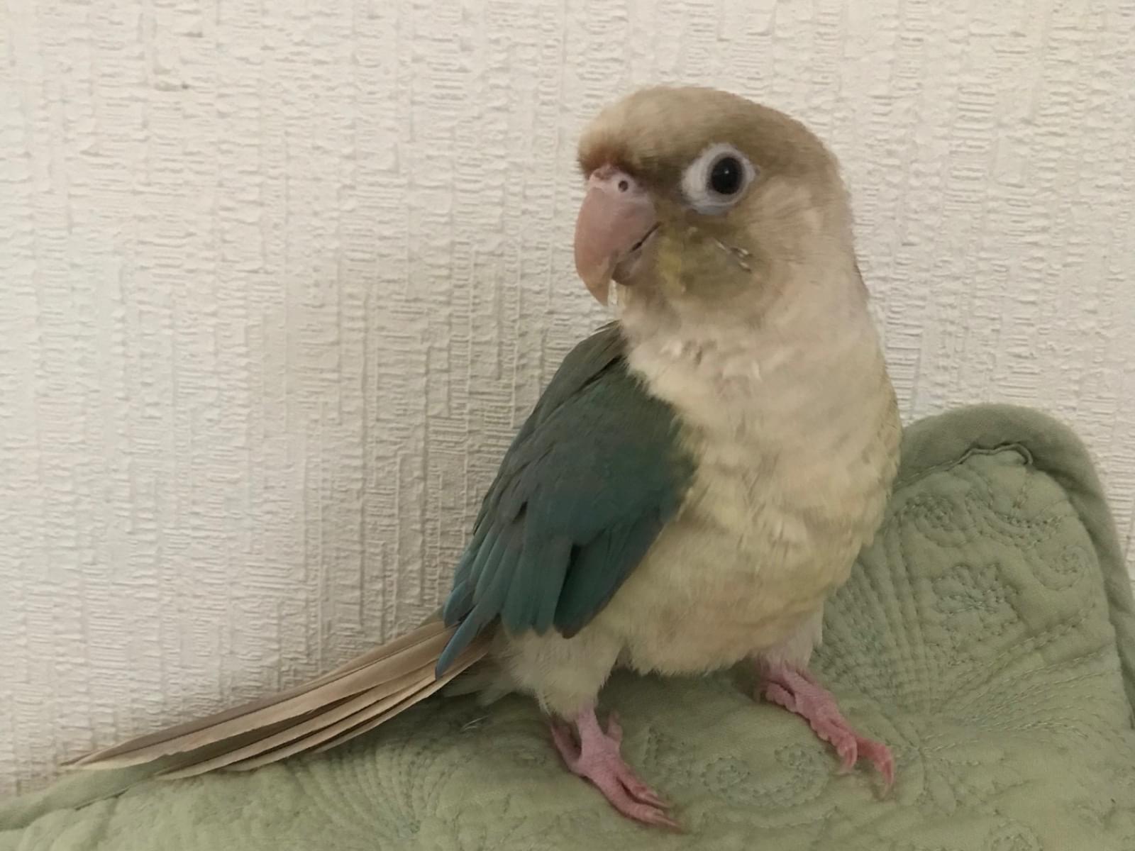 ここちゃん ここちゃん