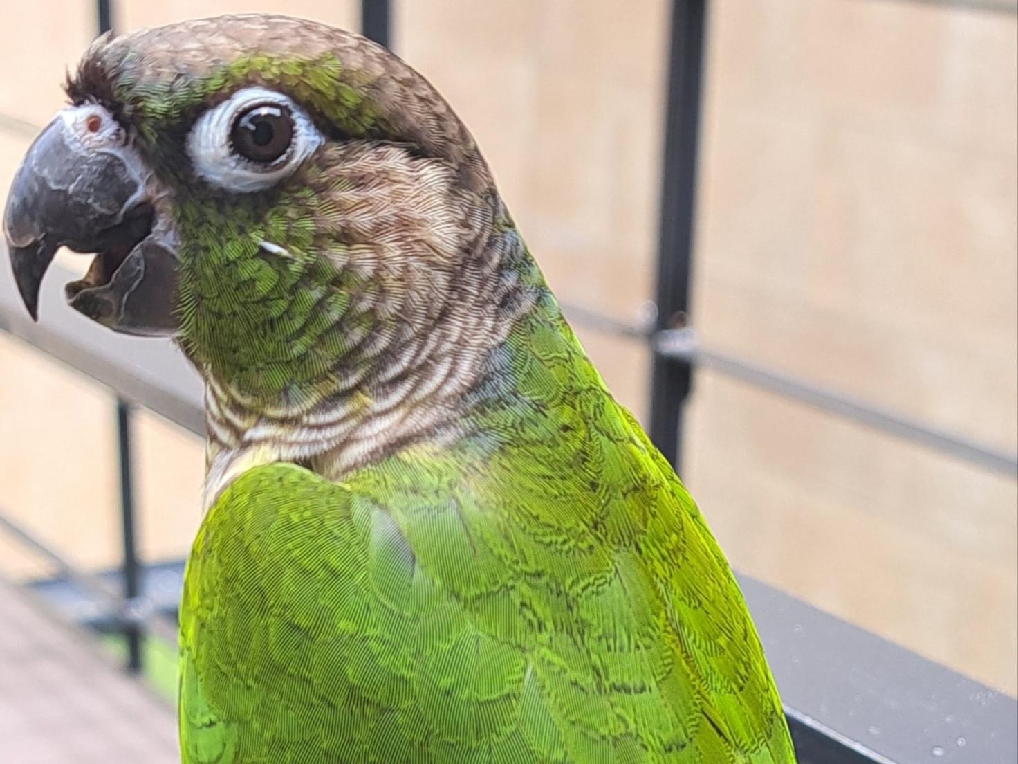 目撃された鳥 目撃された鳥