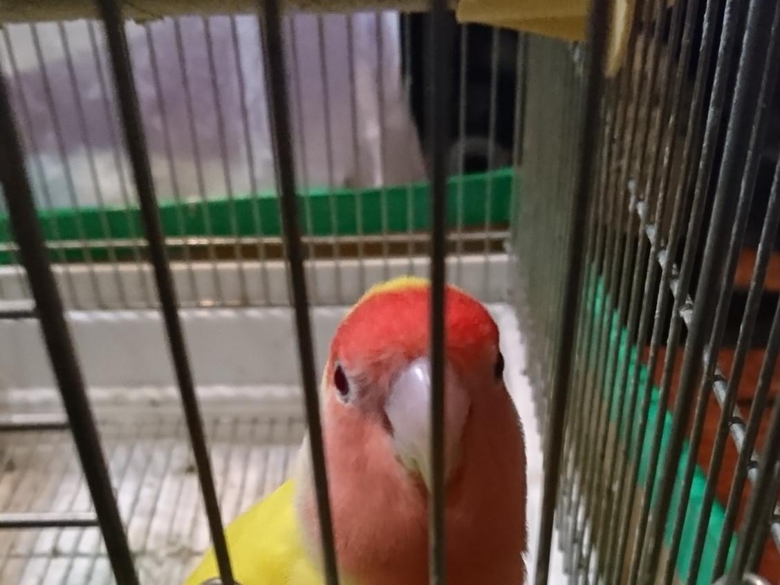 ピィさいちゃん ピィさいちゃん