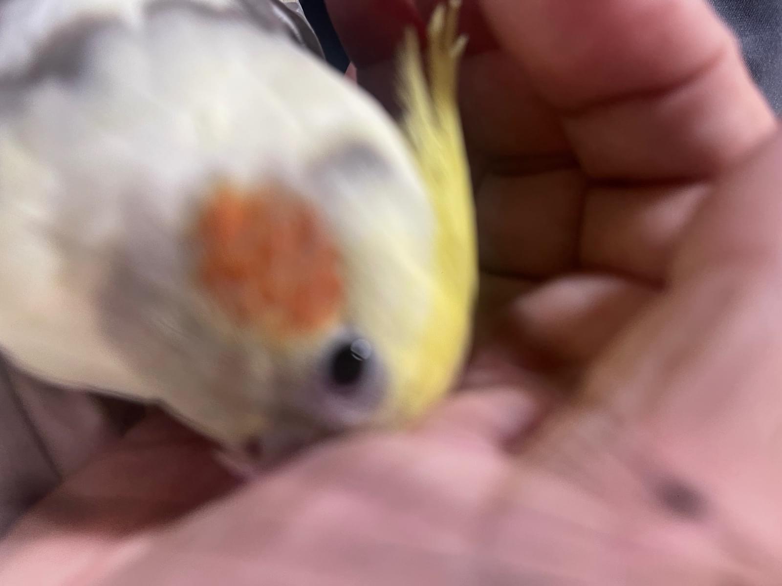 ピーちゃん ピーちゃん