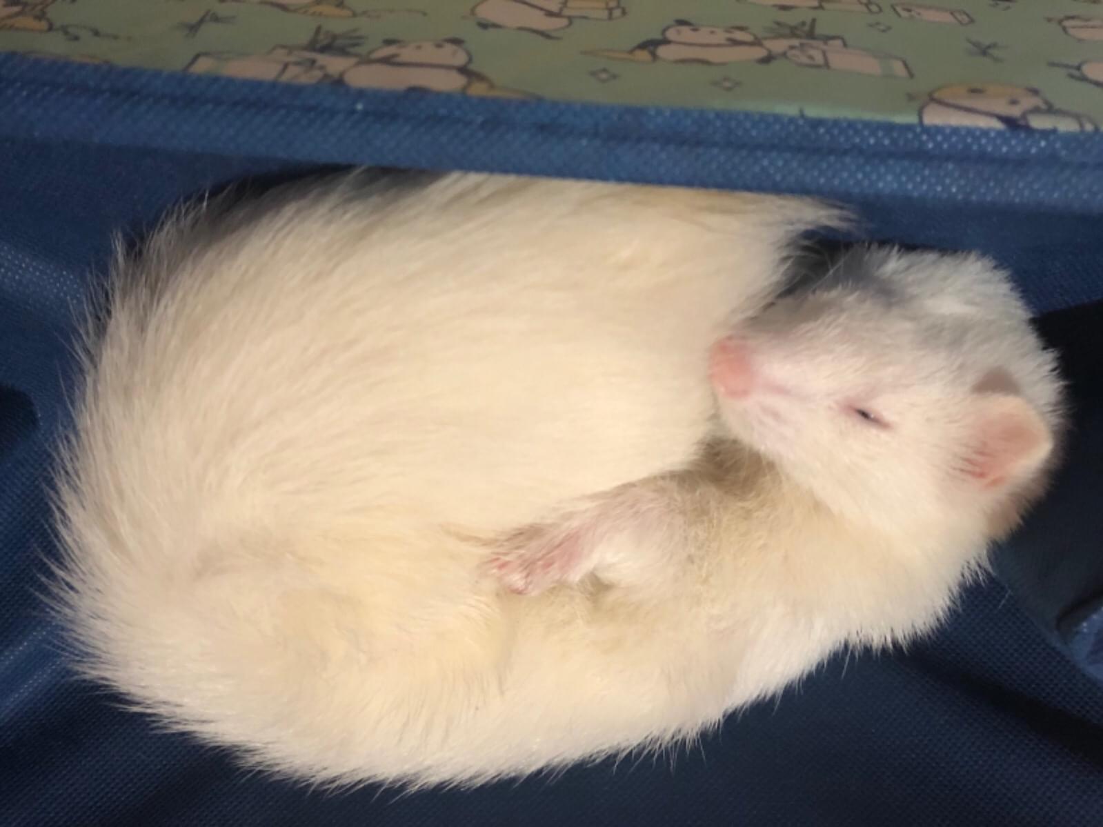 つむぎちゃん つむぎちゃん