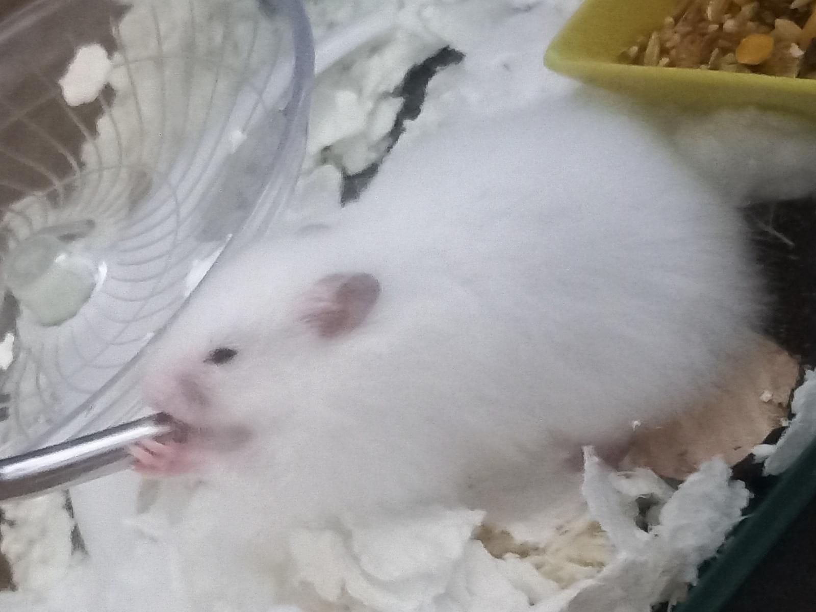 保護されたペット 保護されたペット