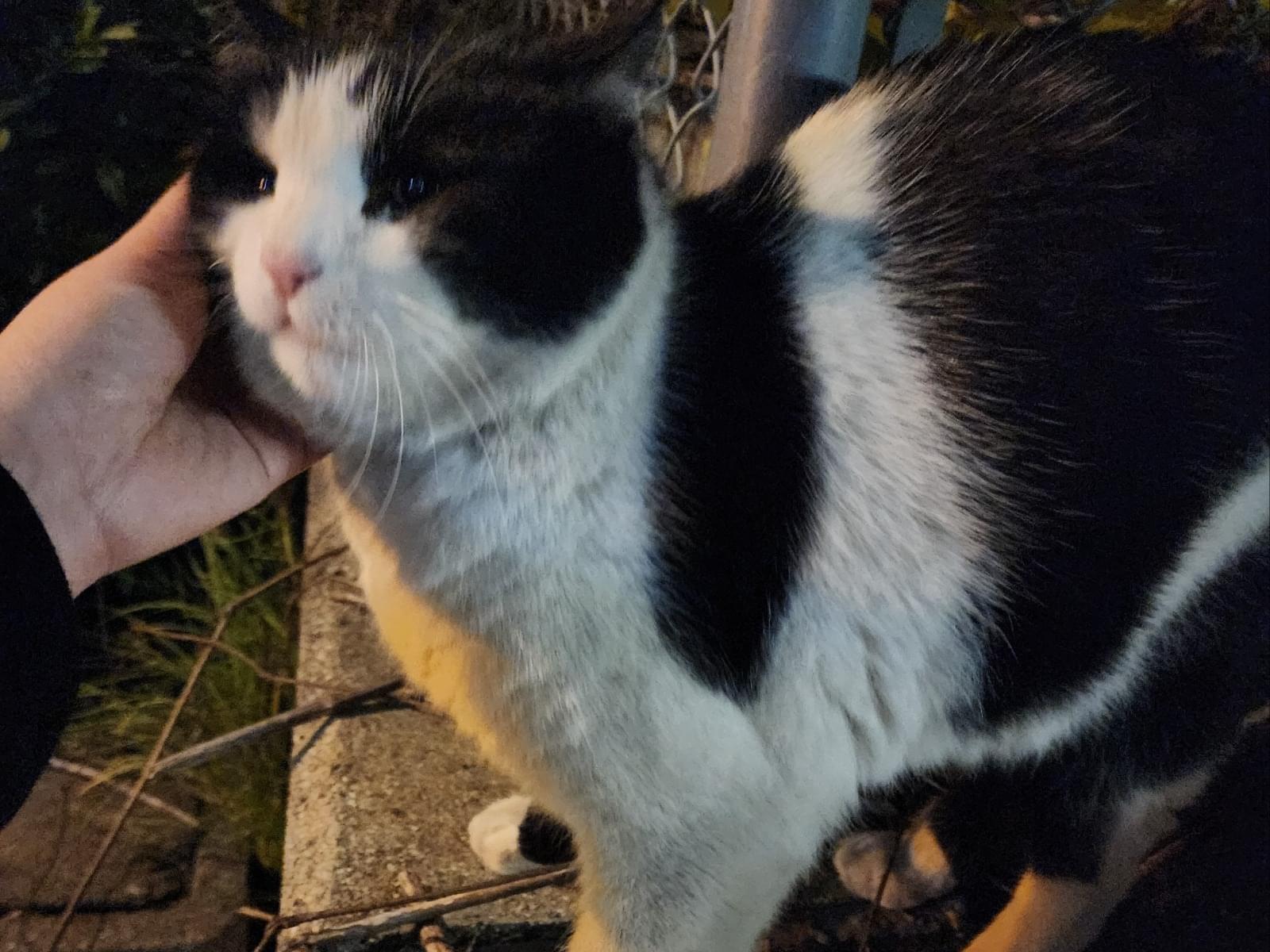 目撃された猫 目撃された猫
