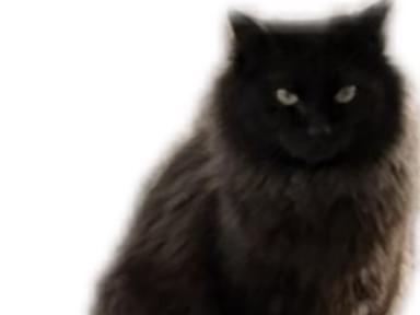 目撃された猫 目撃された猫