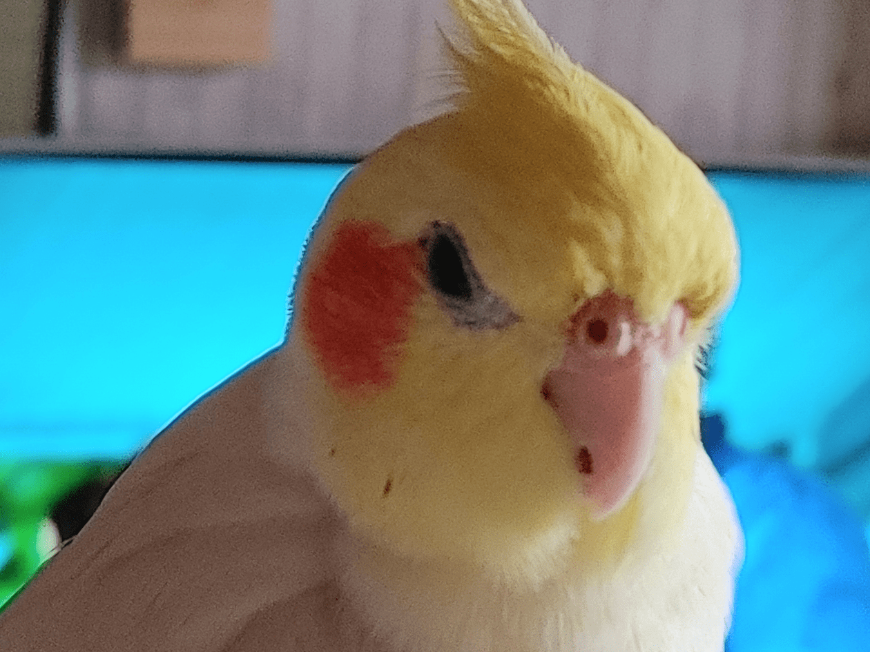 せいなちゃん せいなちゃん