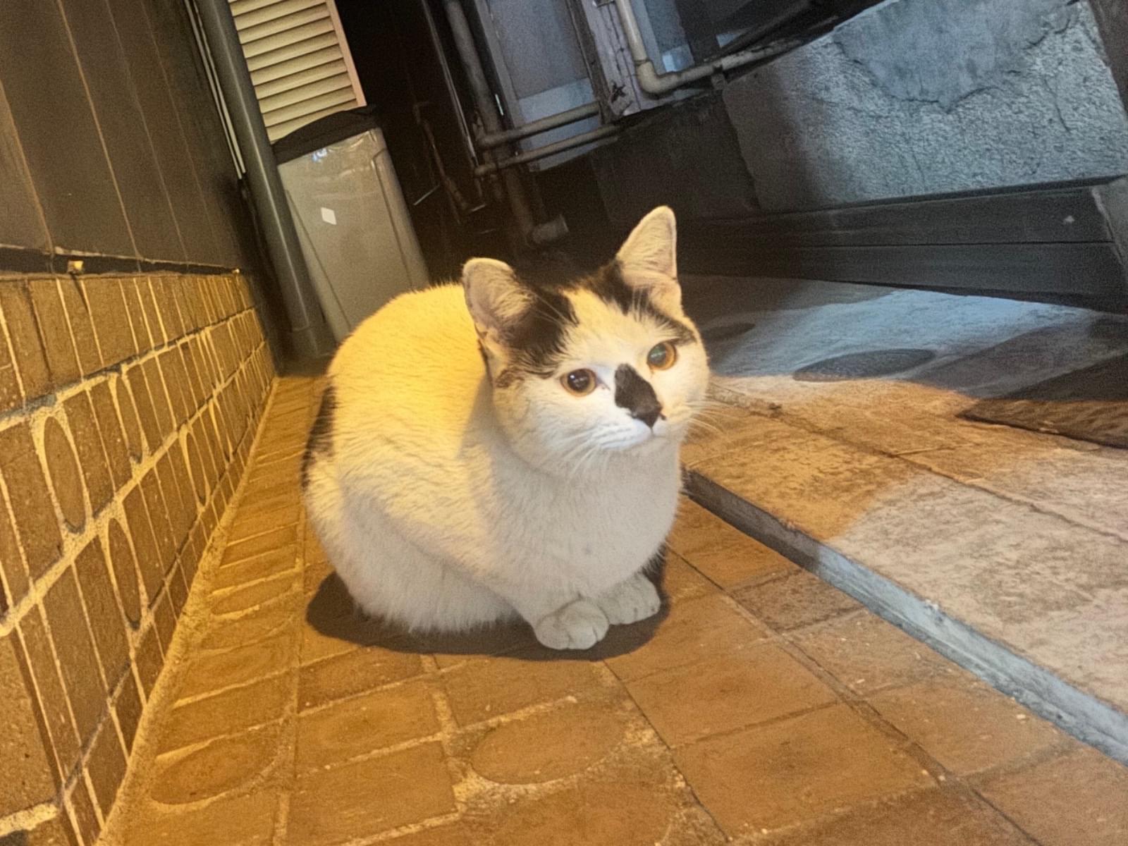 目撃された猫 目撃された猫