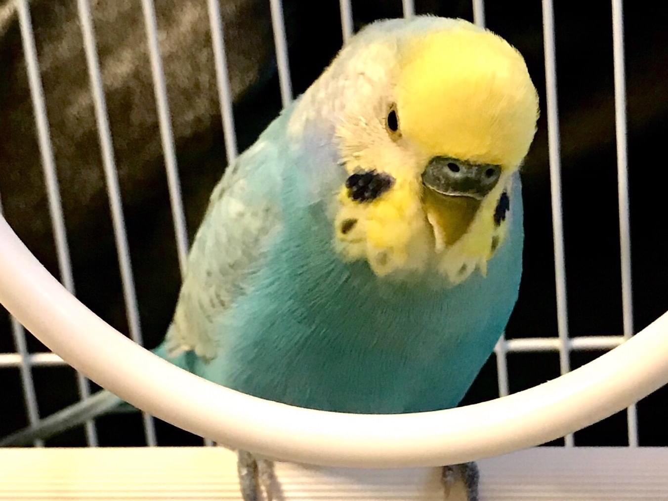 ぴーちゃん ぴーちゃん