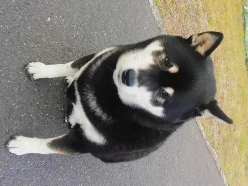 目撃された犬 目撃された犬