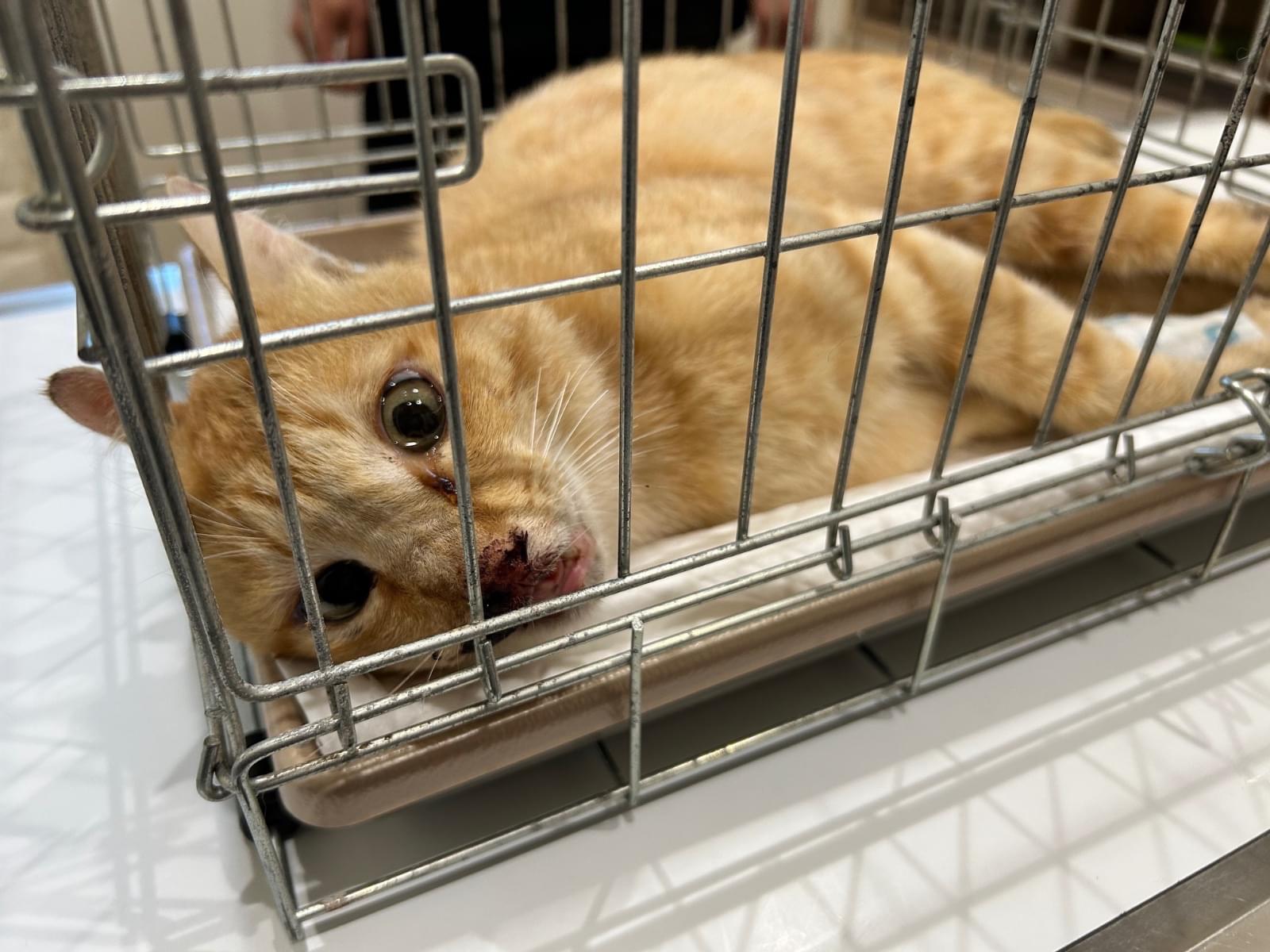 保護された猫 保護された猫