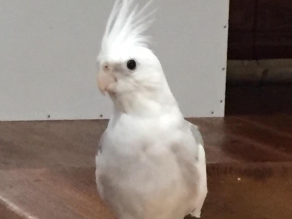 タロちゃん タロちゃん