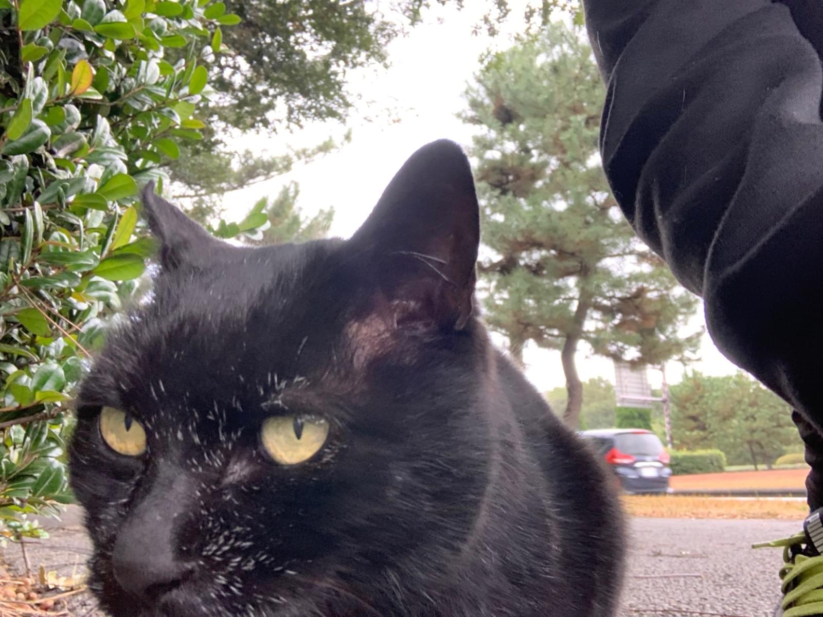 目撃された猫 目撃された猫