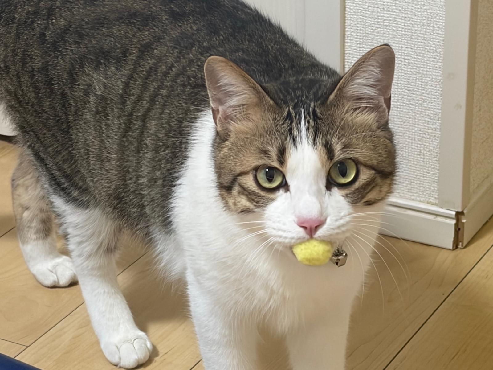 マロンちゃん