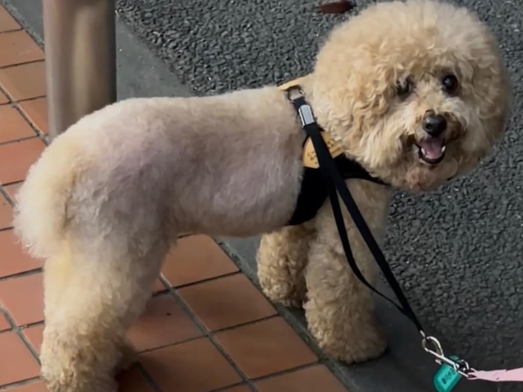 保護された犬 保護された犬