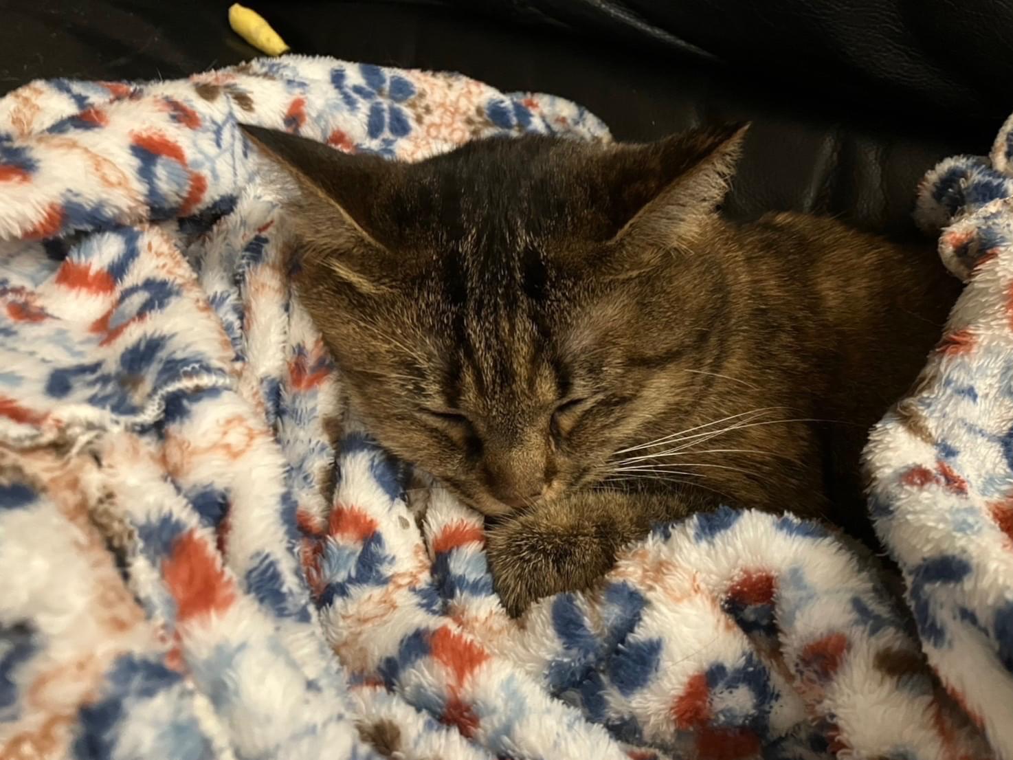 姫ちゃん 姫ちゃん