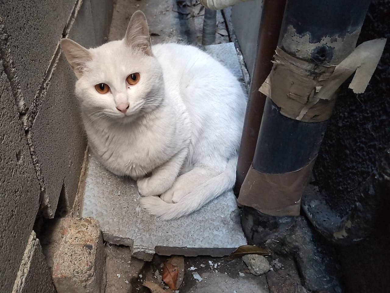 目撃された猫 目撃された猫