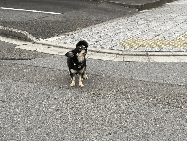 目撃された犬 目撃された犬