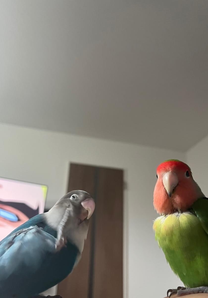 小桜インコ様、専用の確認post 無意味