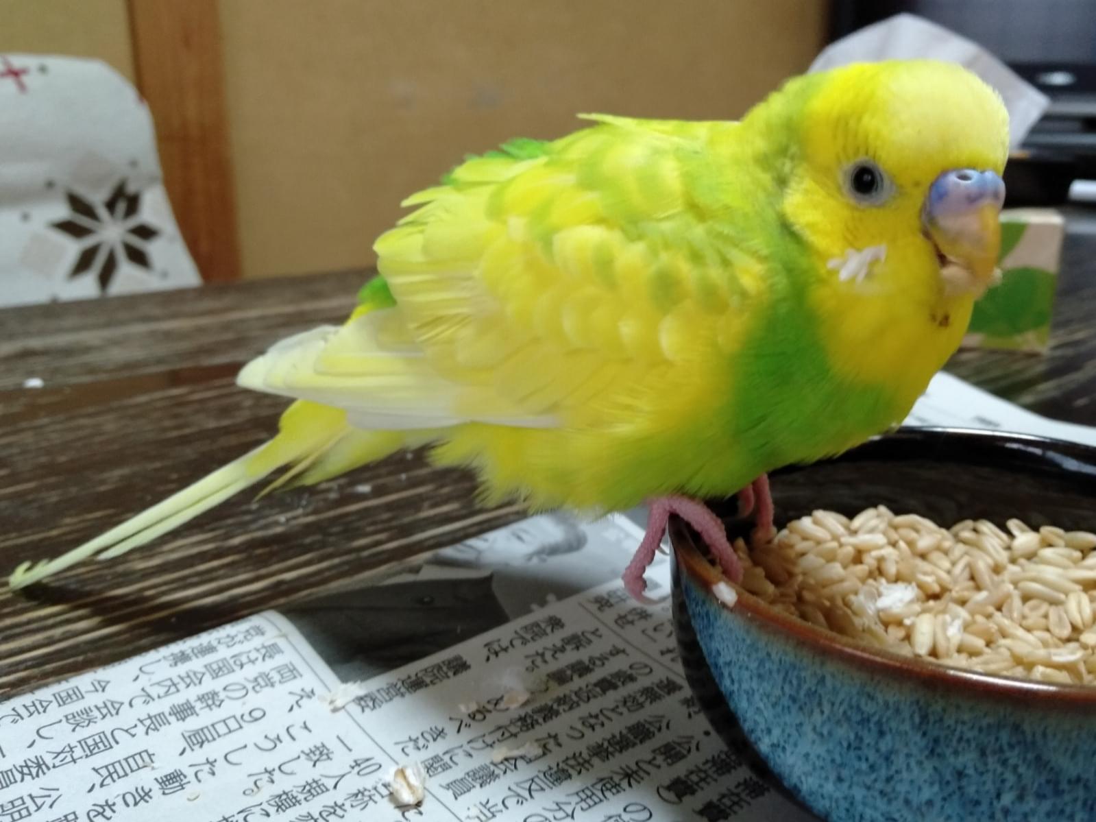 保護された鳥 保護された鳥