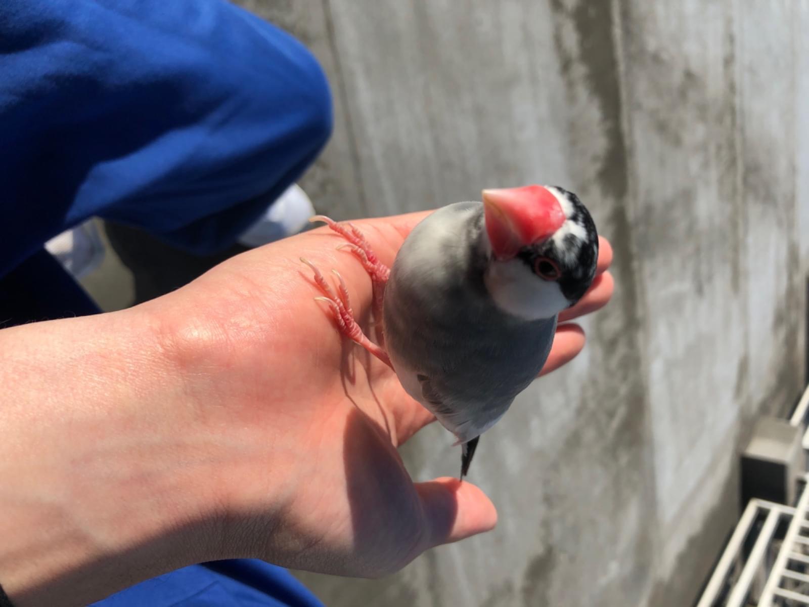 保護された鳥 保護された鳥
