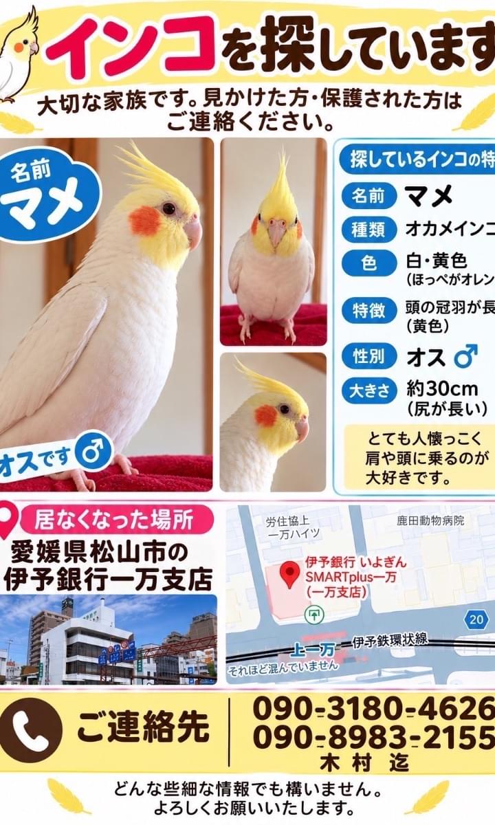 迷子になったオカメインコを探しています。