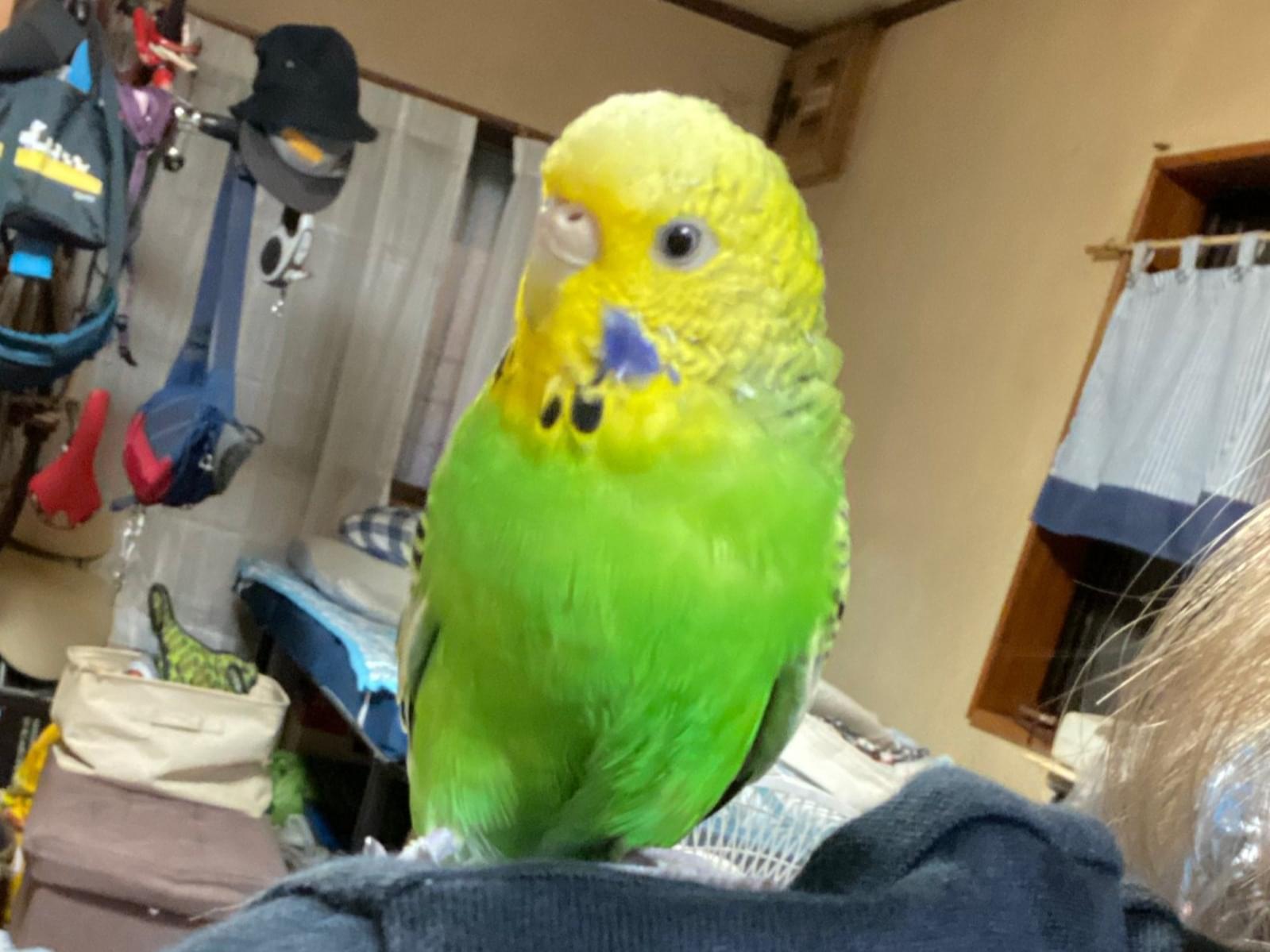 ぴーちゃん ぴーちゃん