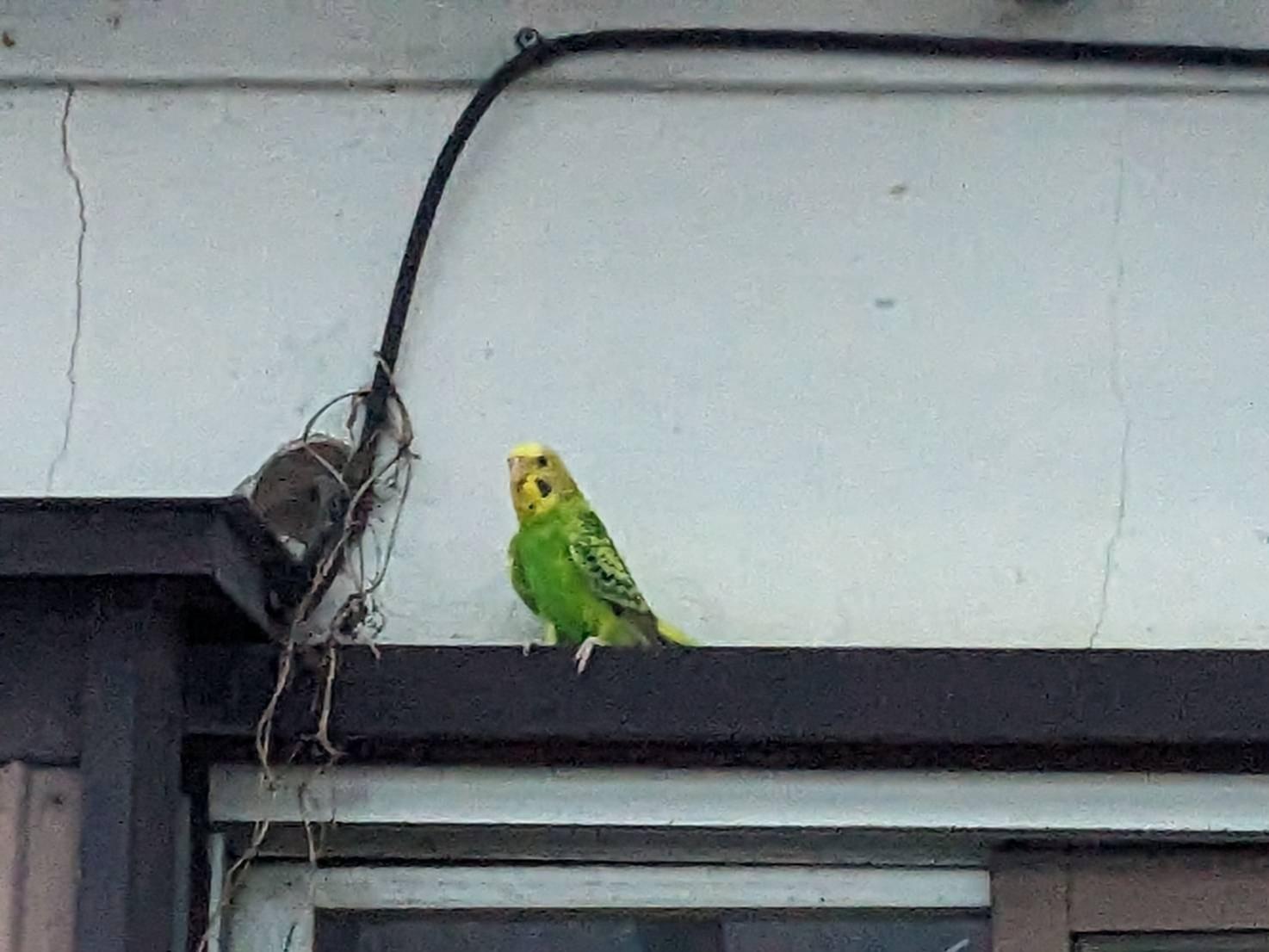 目撃された鳥 目撃された鳥