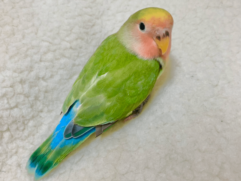ことちゃん ことちゃん