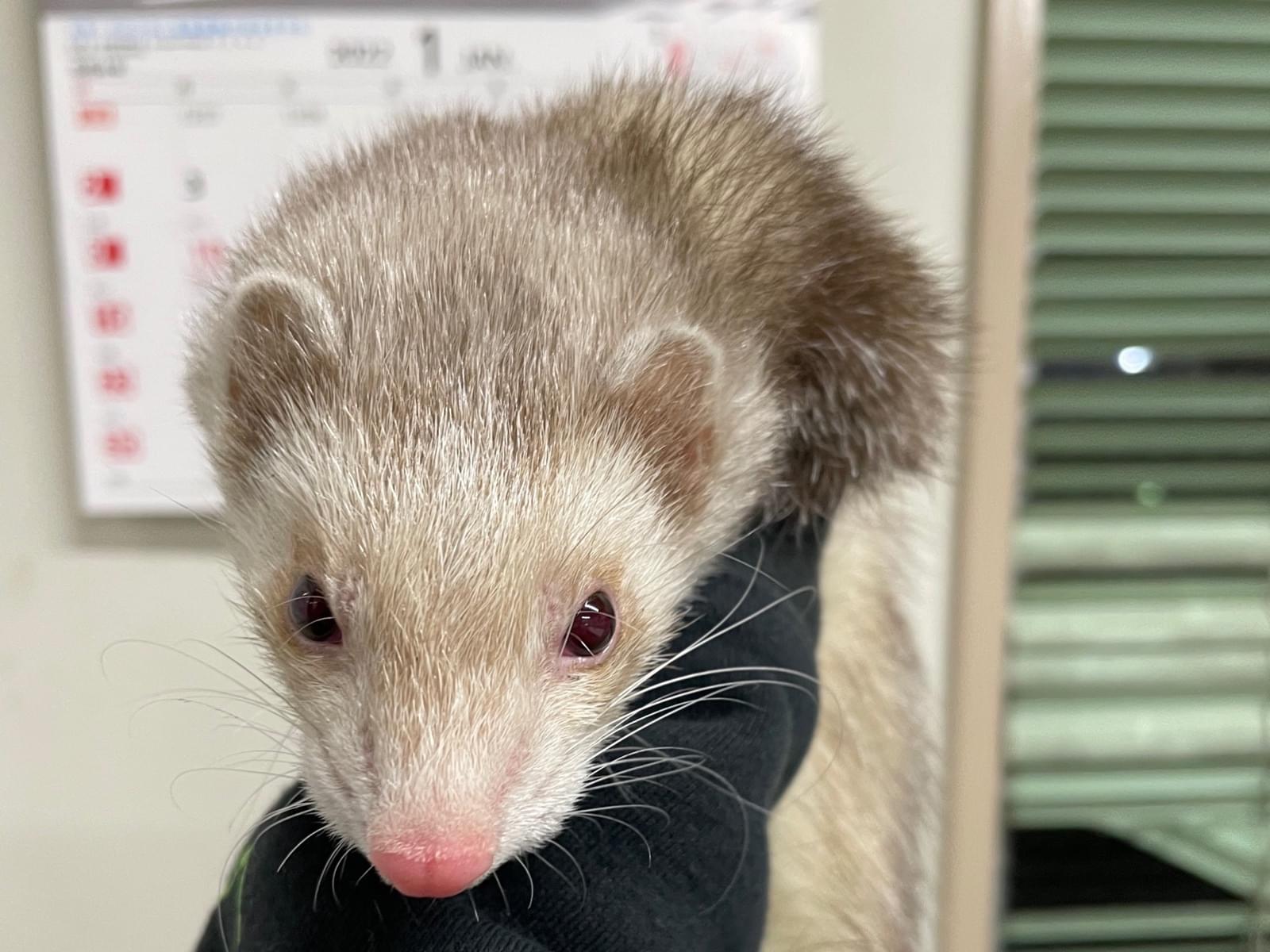 保護されたペット 保護されたペット