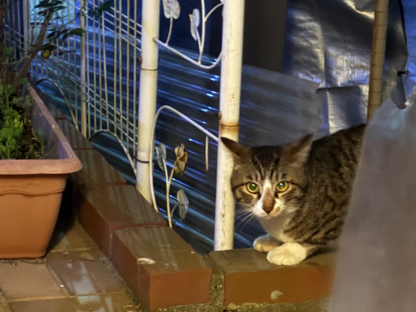 目撃された猫