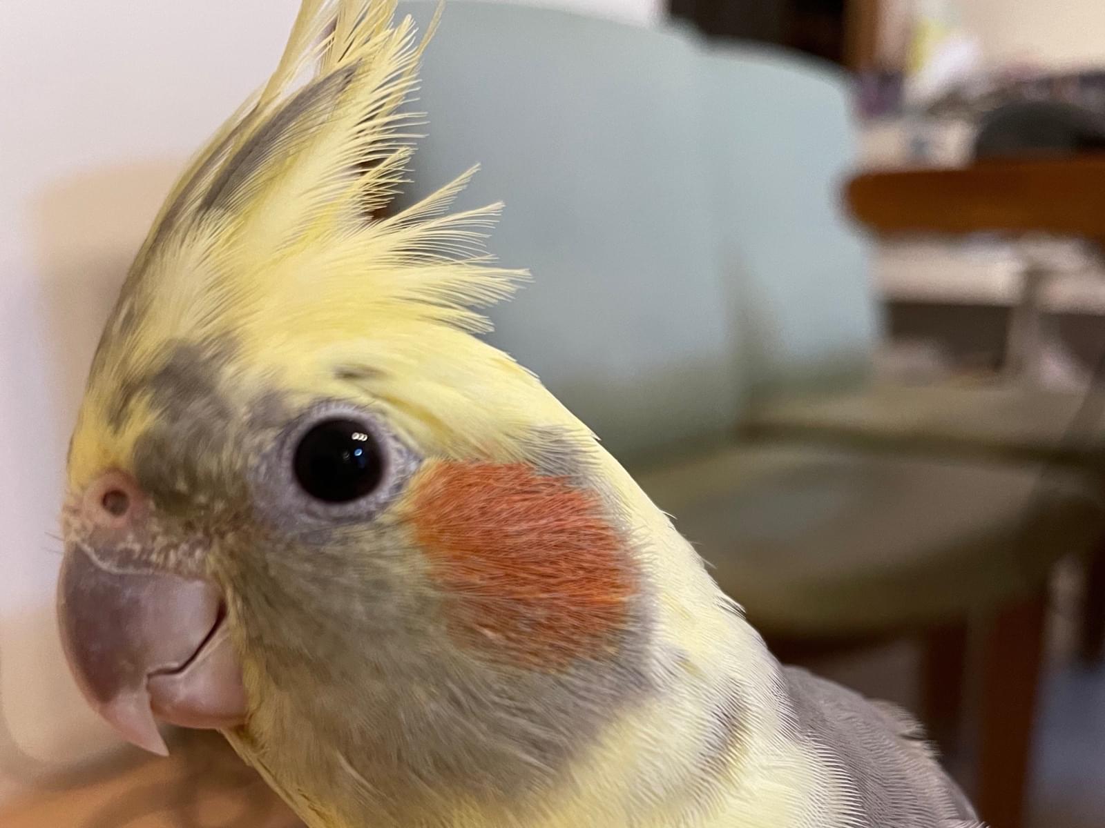 ぴのちゃん ぴのちゃん