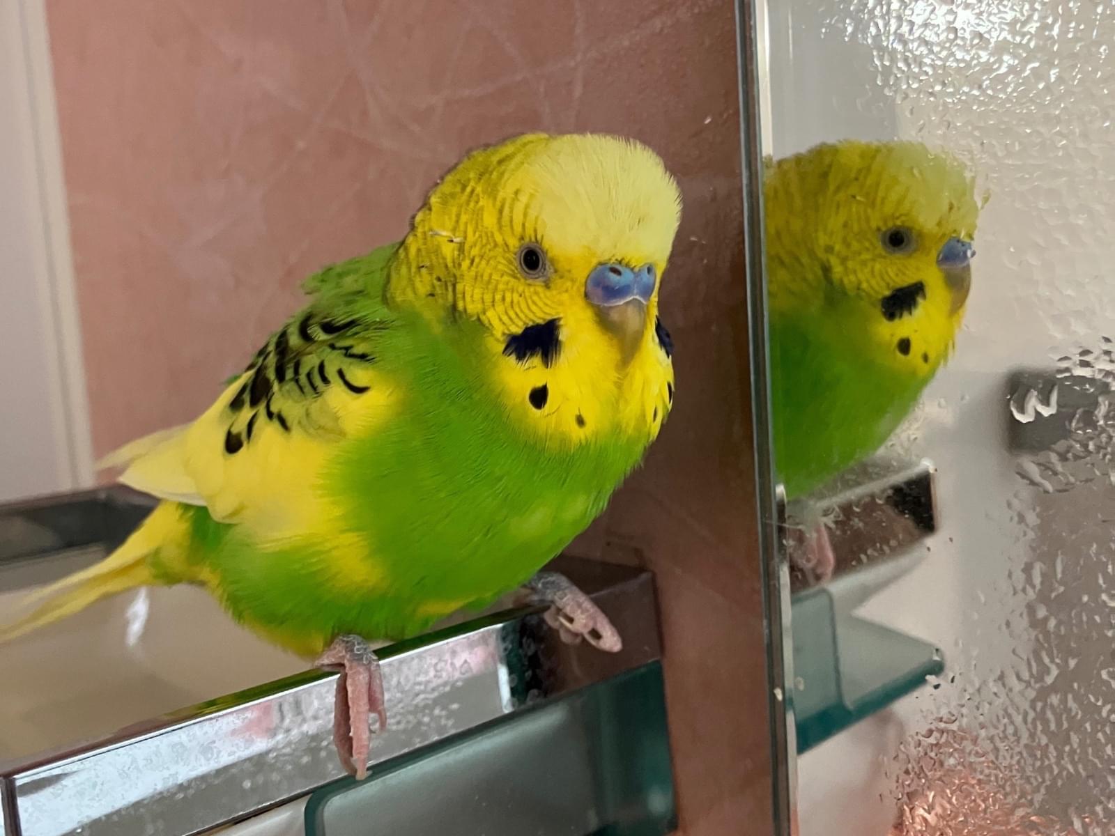 ラブちゃん