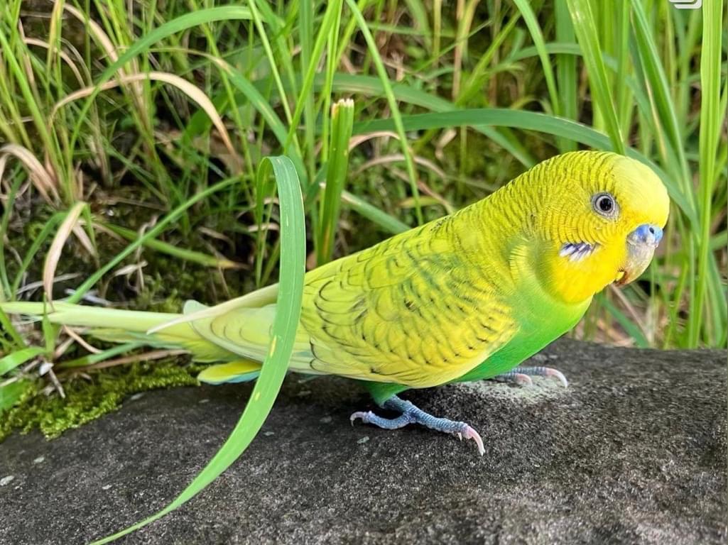保護された鳥 保護された鳥