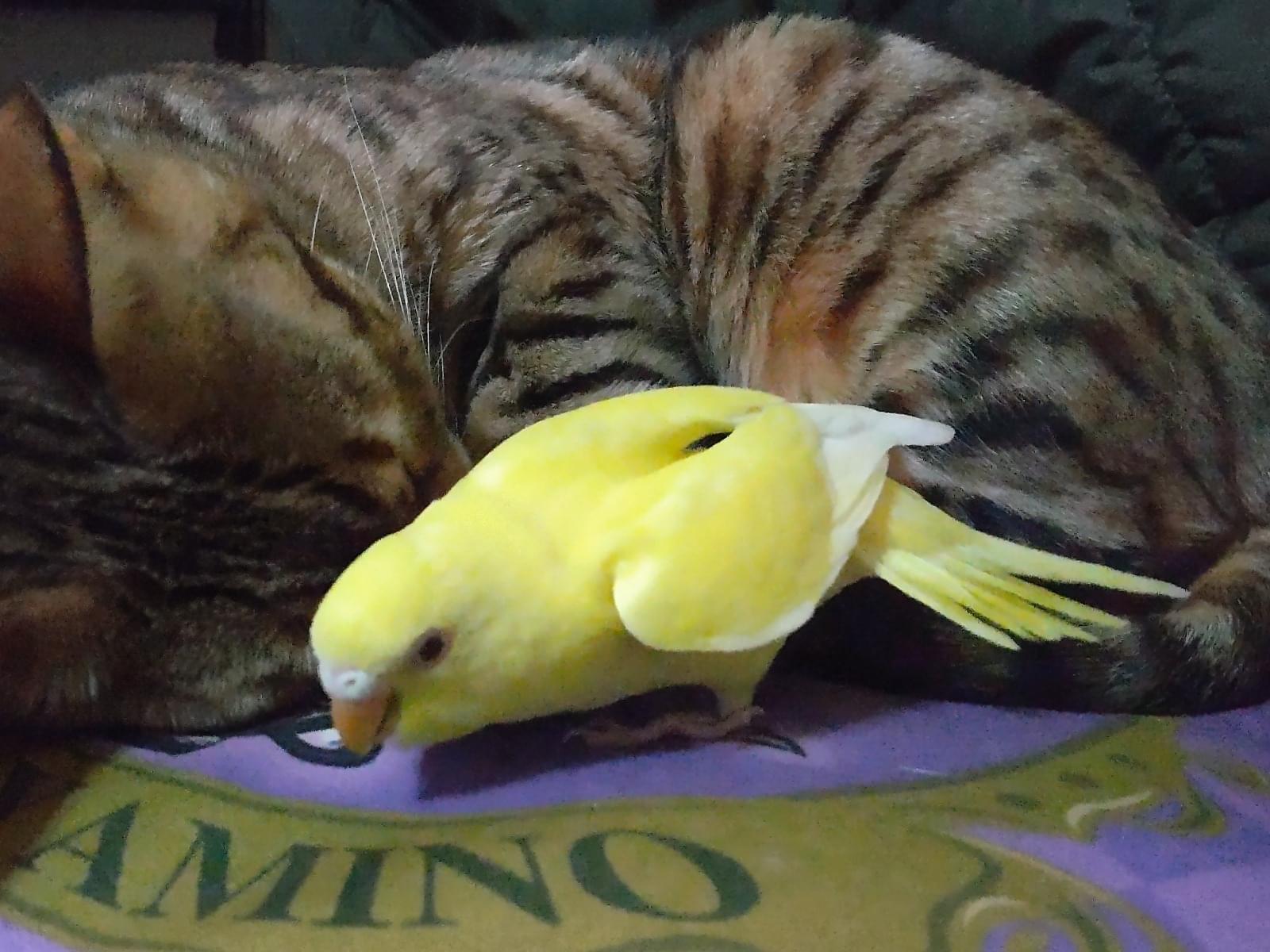 たんぽぽちゃん たんぽぽちゃん