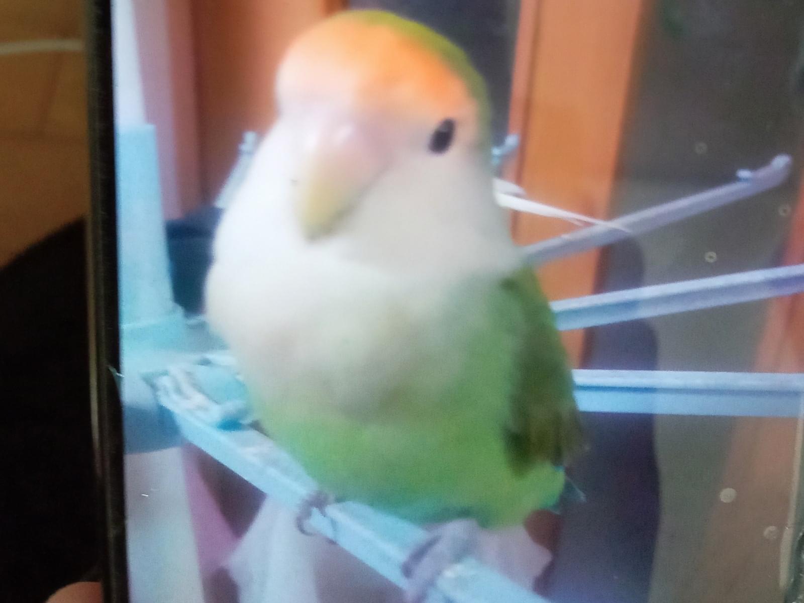 さくらちゃん さくらちゃん