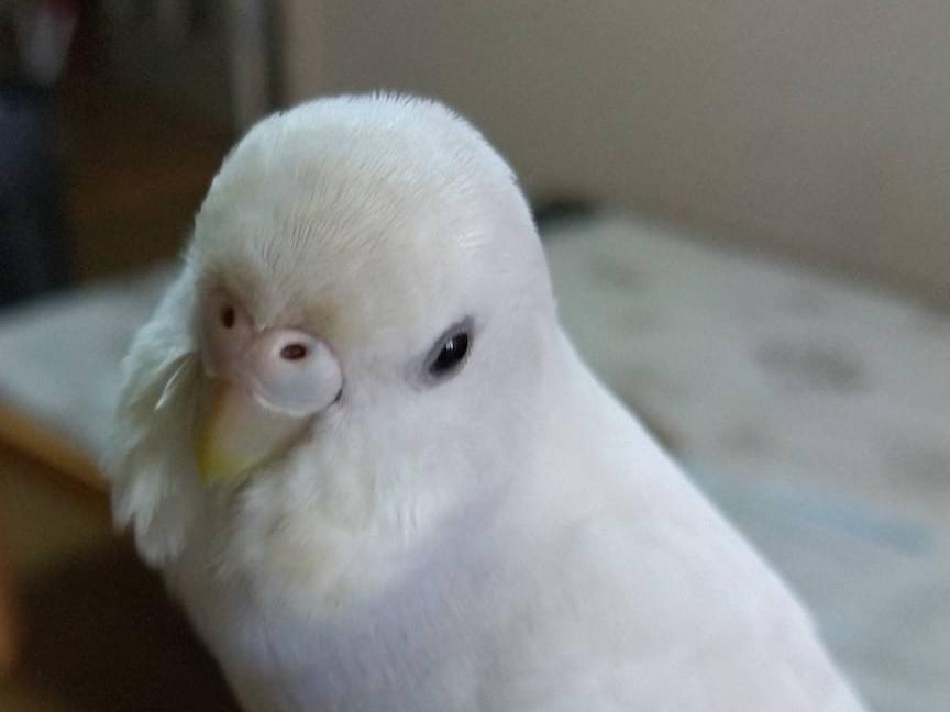 はくちゃん はくちゃん