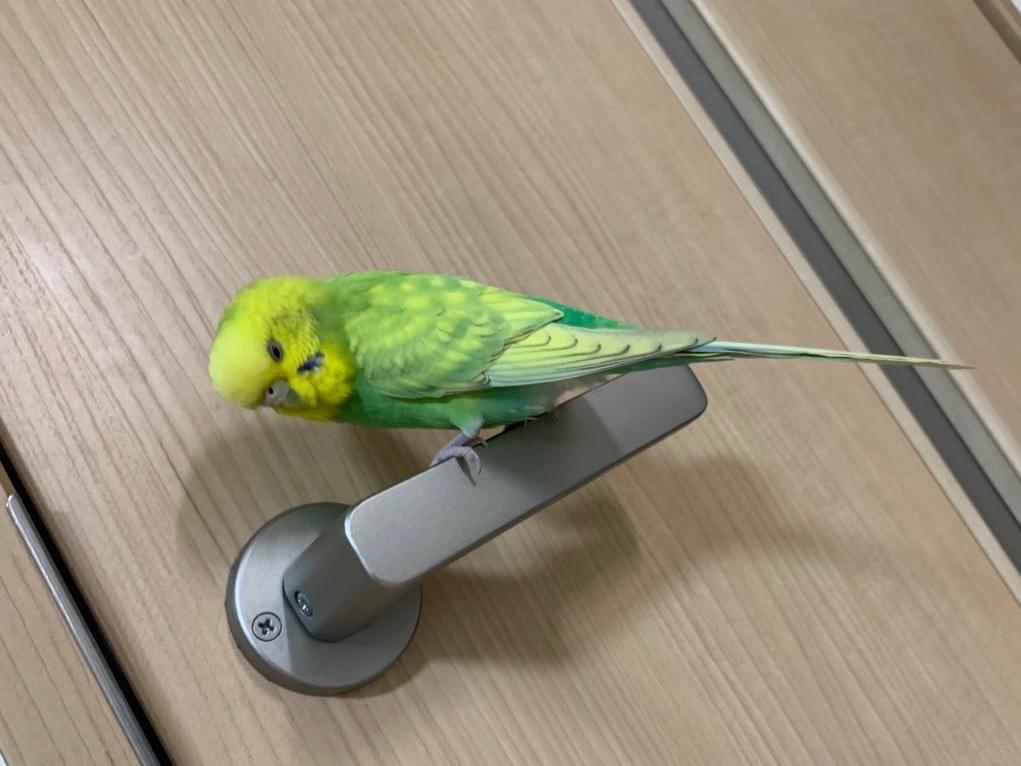 保護された鳥 保護された鳥
