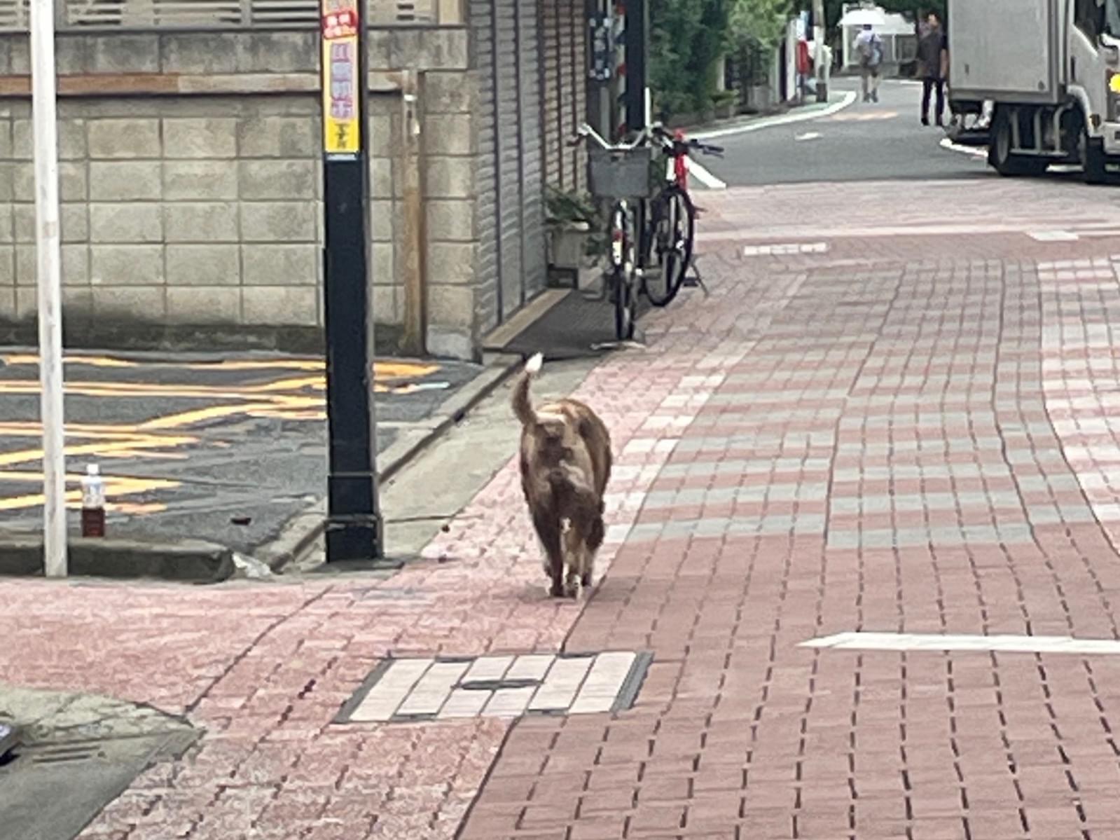 目撃された犬 目撃された犬