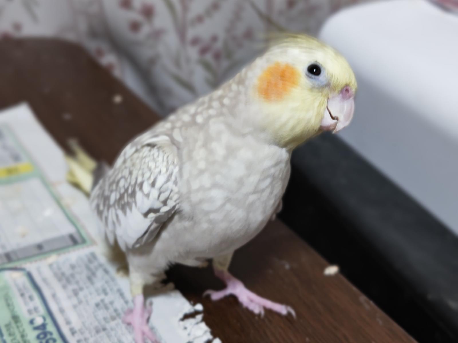 さくちゃん さくちゃん