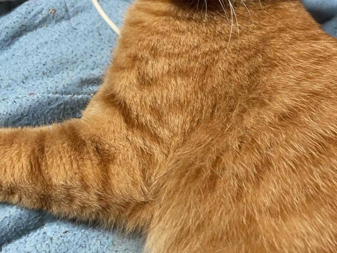 マイケルちゃん