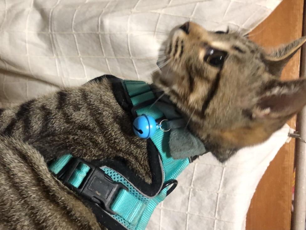 保護された猫 保護された猫