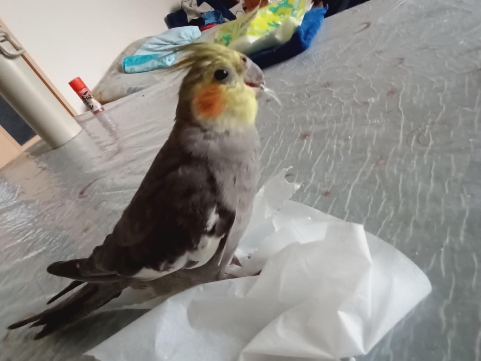 むぎちゃん