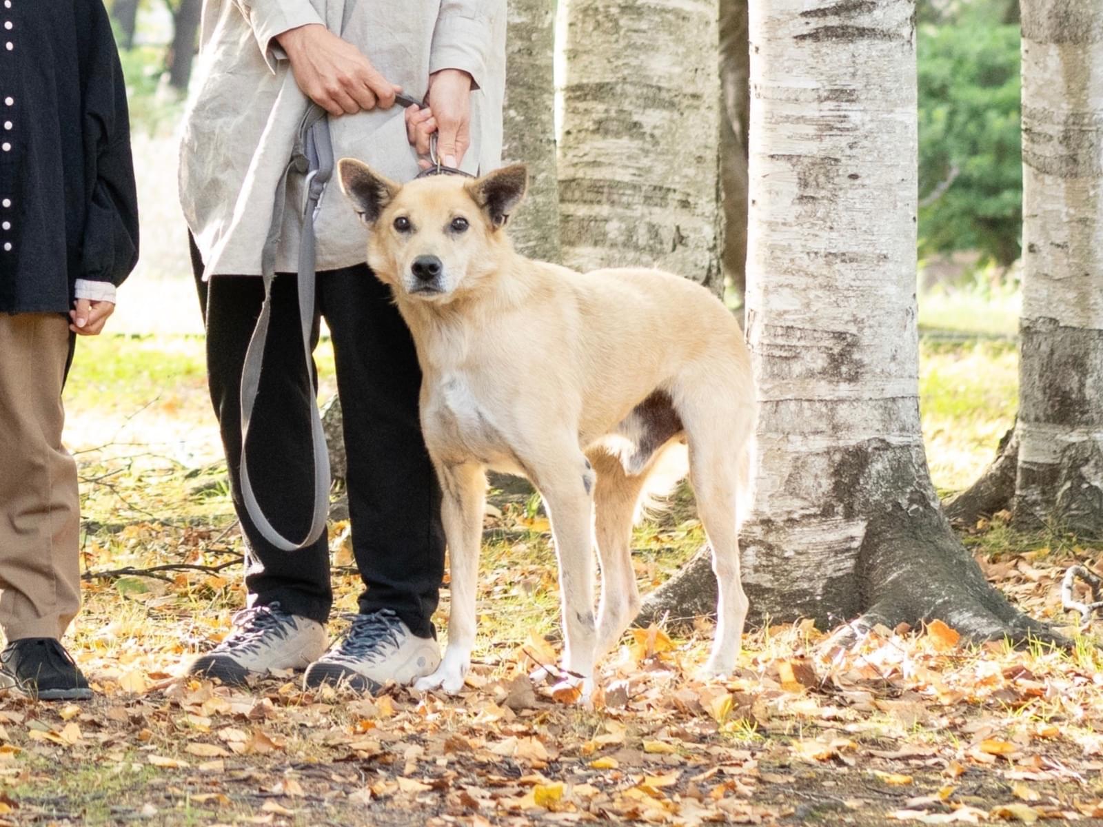 マックスちゃん