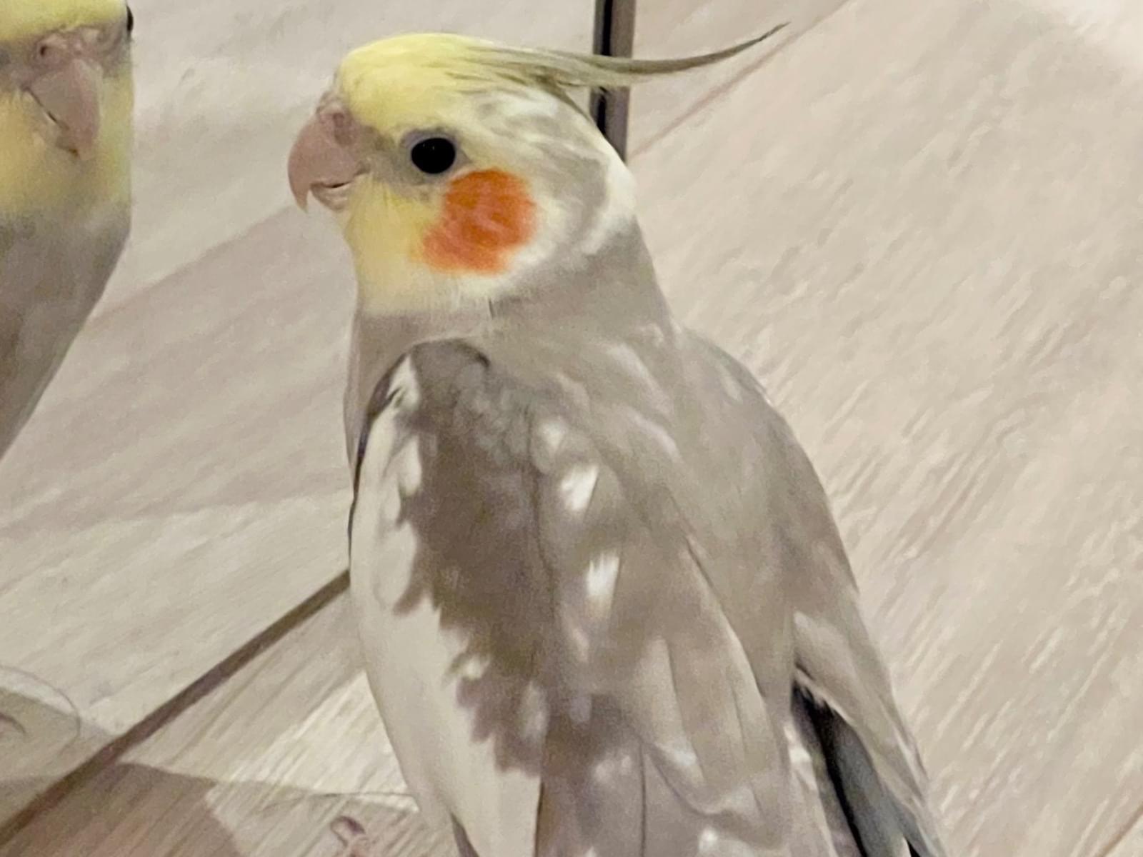 ルーチェちゃん