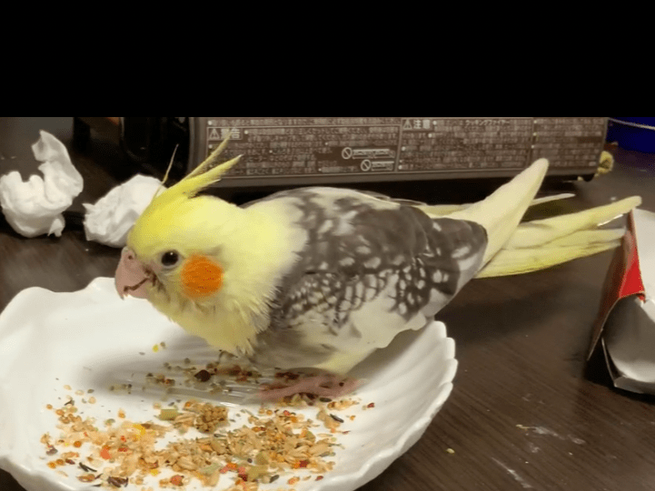ぽんちゃん ぽんちゃん