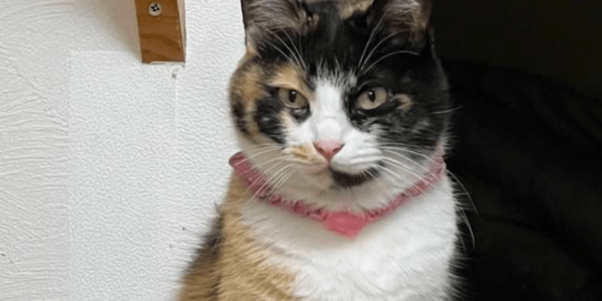 しっぽの長い座ったベア しっぽの長い座ったベア しっぽの長い座ったベア